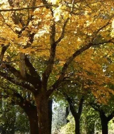 Quinta Arenlllas Palacete En Privada De 7 Hectareas De Pinar *