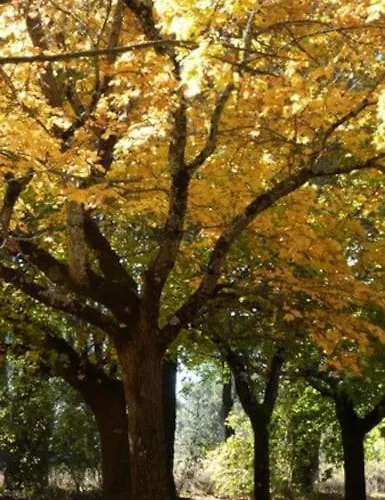 Quinta Arenlllas Palacete En Privada De 7 Hectáreas De Pinar *